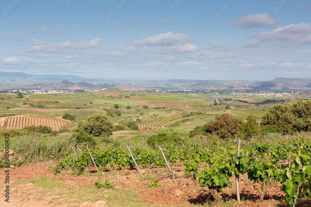 Vineyards in spring before harvest in the Rioja area, Spain. Vineyards in spring before harvest in the Rioja area, Spain.