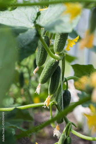 Many beautiful cucumbers on one branch grow in a greenhouse.