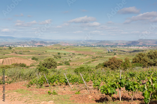 Vineyards in spring before harvest in the Rioja area, Spain.