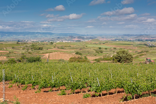 Vineyards in spring before harvest in the Rioja area, Spain.