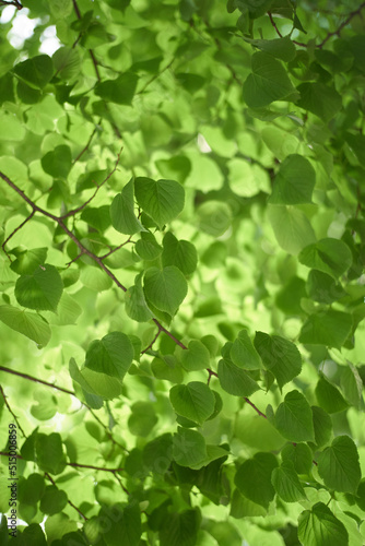 Linden tree leaves with blurred background bokeh
