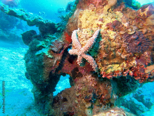 Starfish On the seabed in the Red Sea, Eilat Israel 