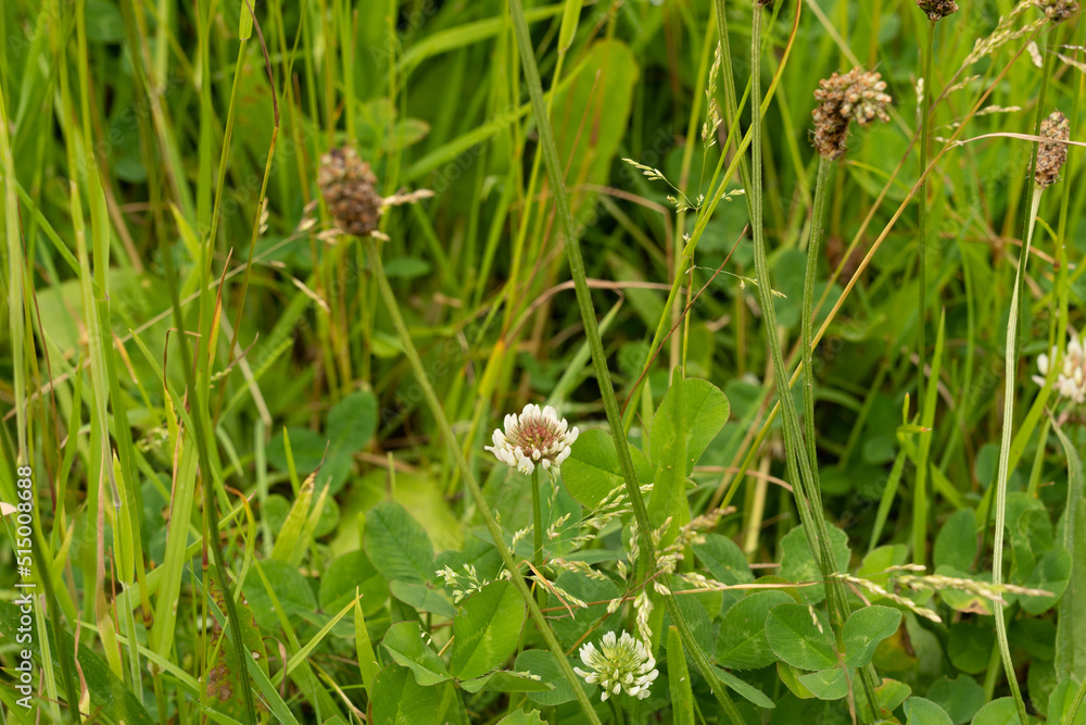 snail on a grass snail on a grass
