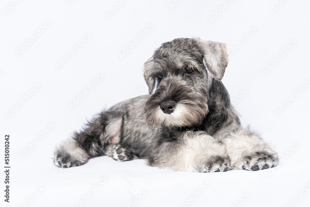 Sad white-gray schnauzer dog lies on a white background, copy space. Sad puppy miniature schnauzer. Tired puppy. The puppy is sad without a master.