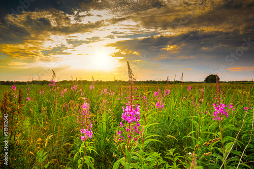 Drents landscape near Rolder Diep during sunset with blooming hairy fireweed  Epilobium hirsutum  against light of setting sun and veil clouds