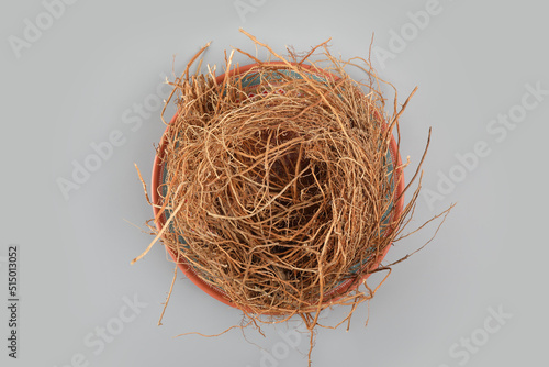bunch of dried vetiver roots - Khus Root photo