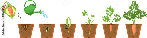 Life cycle of carrot plant. Growth stages from seeding to harvesting root crops. Carrot plant with root system in flower pot isolated on white background