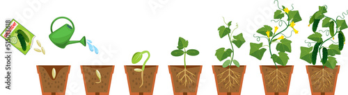 Life cycle of cucumber plant. Growth stages from seeding to flowering and fruiting plant with root system in flower pot isolated on white background