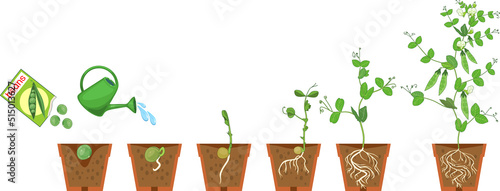 Life cycle of pea plant. Growth stages from seeding to flowering and fruiting plant with root system in flower pot isolated on white background