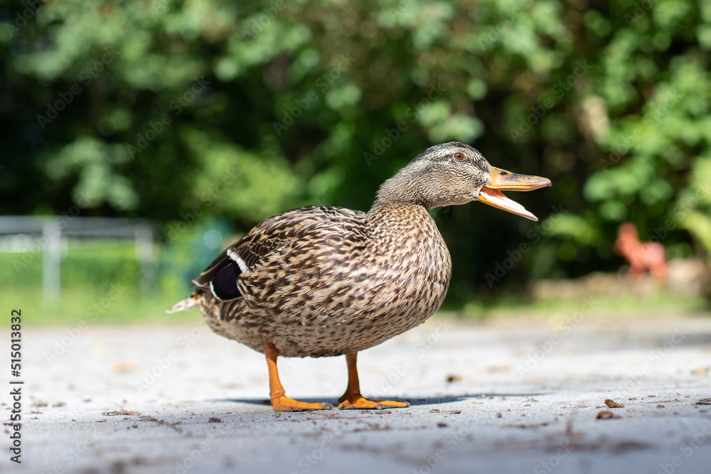 beautiful duck with a green background beautiful duck with a green background