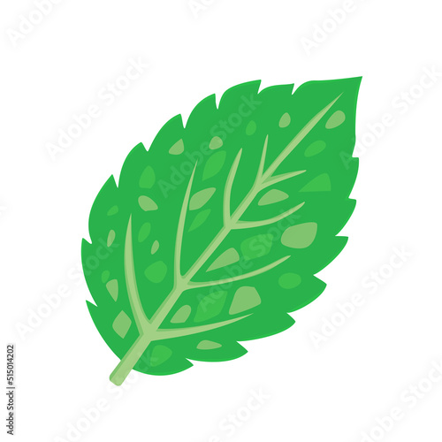 Peppermint leaf isolated on white background. Vector illustration of spearmint.