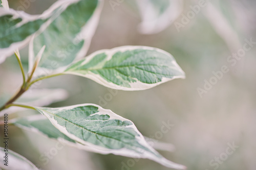Abstract blurred nature background with green plant leaves