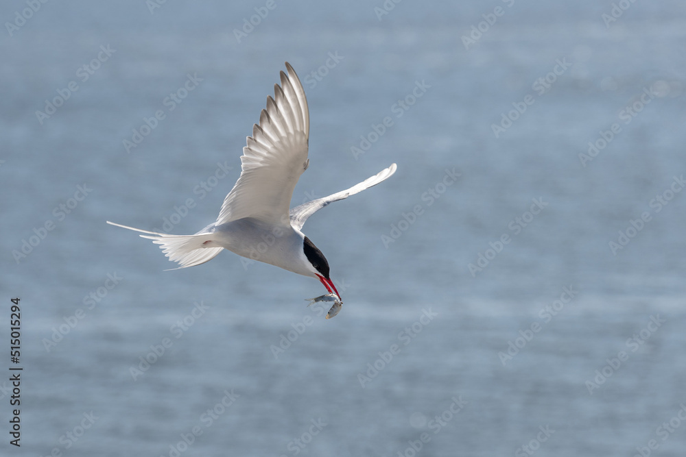 Flying arctic tern (Sterna paradisaea) with a fish in its beak over the blue sea, the elegant migration bird has the longest route from Arctic to Antarctic, copy space Flying arctic tern (Sterna paradisaea) with a fish in its beak over the blue sea, the elegant migration bird has the longest route from Arctic to Antarctic, copy space