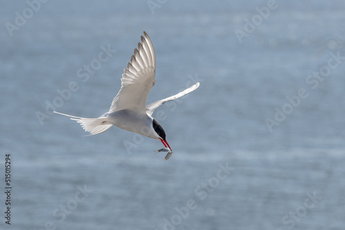 Flying arctic tern (Sterna paradisaea) with a fish in its beak over the blue sea, the elegant migration bird has the longest route from Arctic to Antarctic, copy space © Maren Winter
