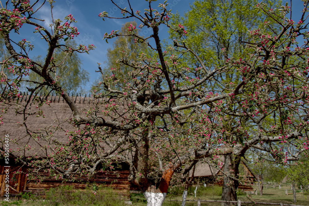 early spring, flowers in the trees, an orchard in the countryside early spring, flowers in the trees, an orchard in the countryside