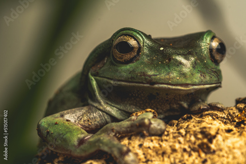 Canvas Print Close up of frog