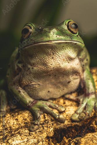Fototapeta Close up of frog