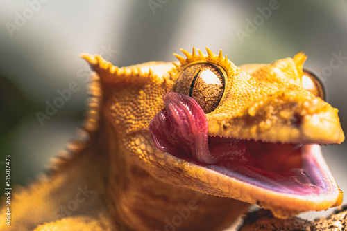 close up of leopard gecko photo