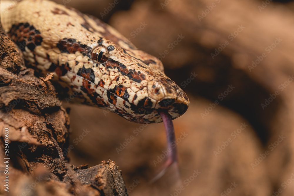 close up of a snake close up of a snake