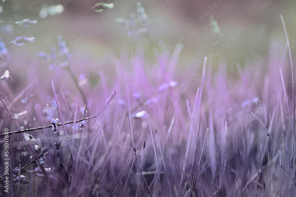 Purple  juicy grass in the forest. Spring background. Nature.