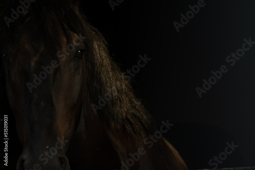 black horse portrait photo