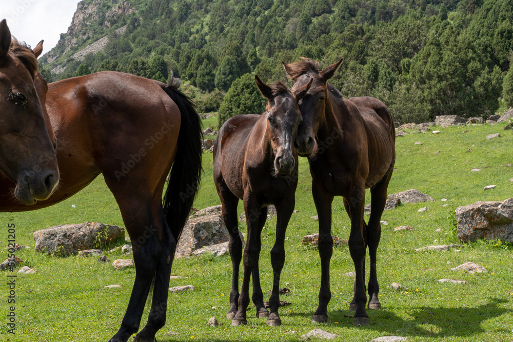 Two young foals stand next to their mother