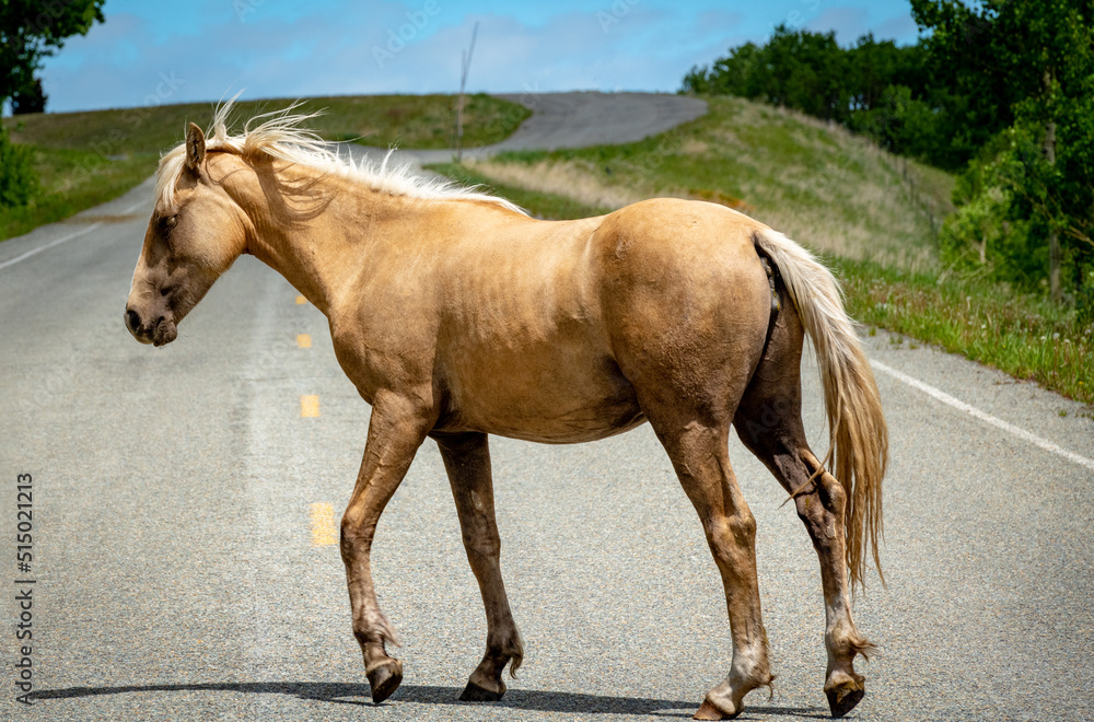 Obraz premium Wild tan horse crosses a rural highway
