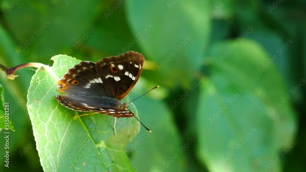 Apatura iris sits on a leaf and flies away Apatura iris sits on a leaf and flies away