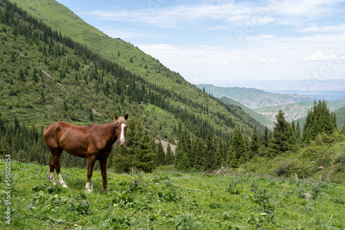 Landscape with a horse in the foreground and high green mountains in the background