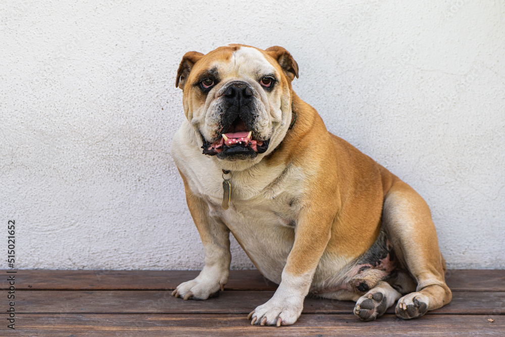Portrait of bulldog sitting on wooden floor and white background