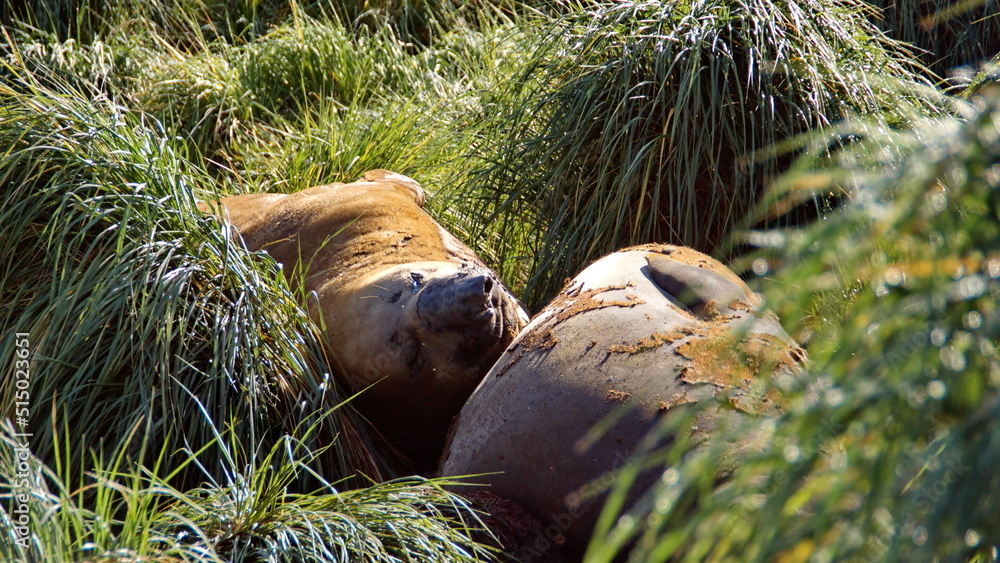 Southern elephant seals (Mirounga leonina) molting in the tussock grass at Jason Harbor on South Georgia Island Southern elephant seals (Mirounga leonina) molting in the tussock grass at Jason Harbor on South Georgia Island
