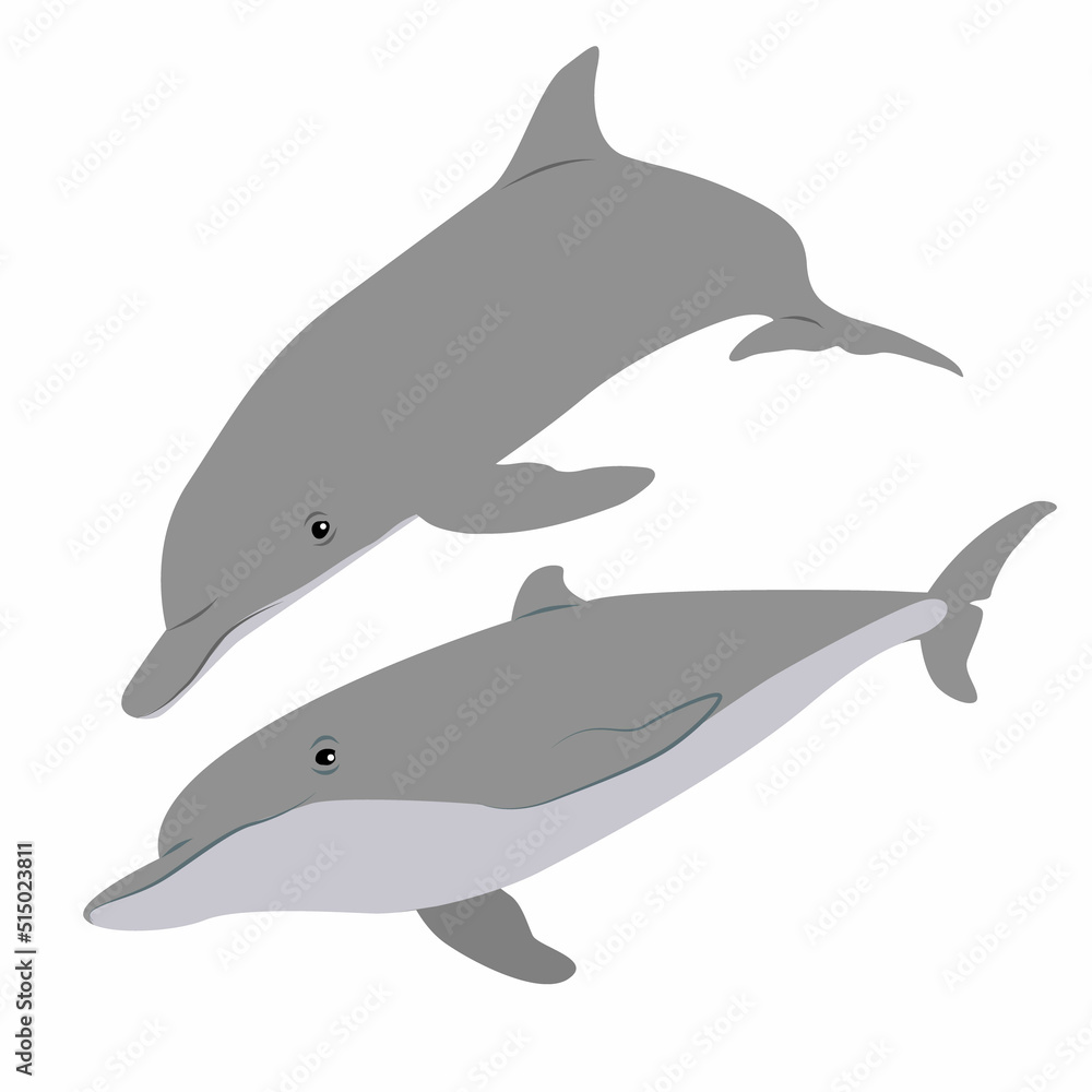Fototapeta premium Collection of two Common bottlenose dolphins. Dolphins Tursiops truncatus swim in the water. Realistic vector secondary water mammals