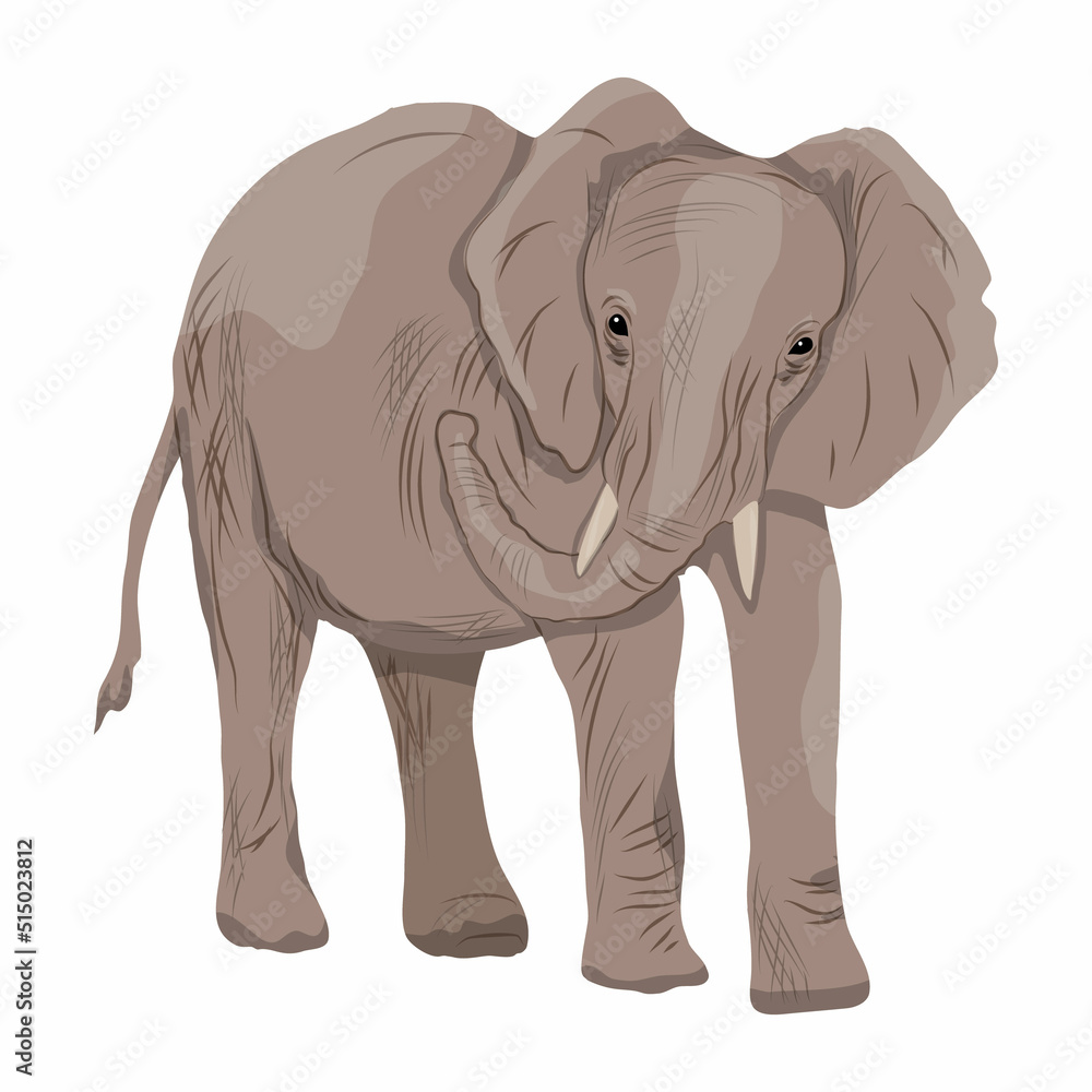 A large African elephant with white tusks walks forward. Realistic vector animal of Africa
