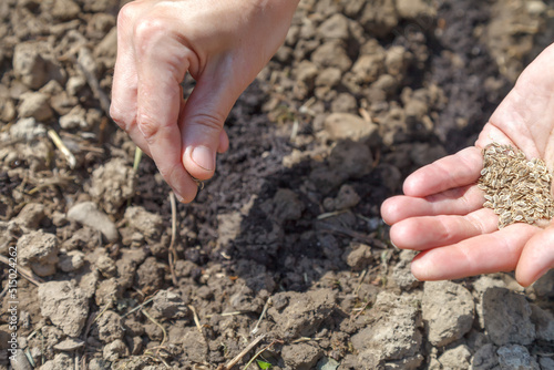 Female hand holds parsley seeds for sowing in prepared soil