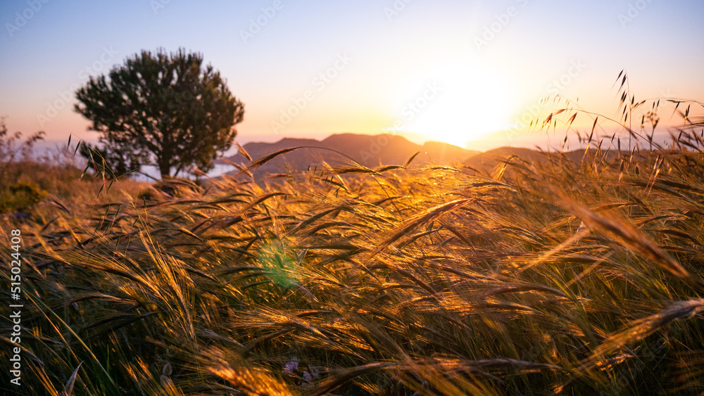 Fototapeta premium Wheat field sunrise