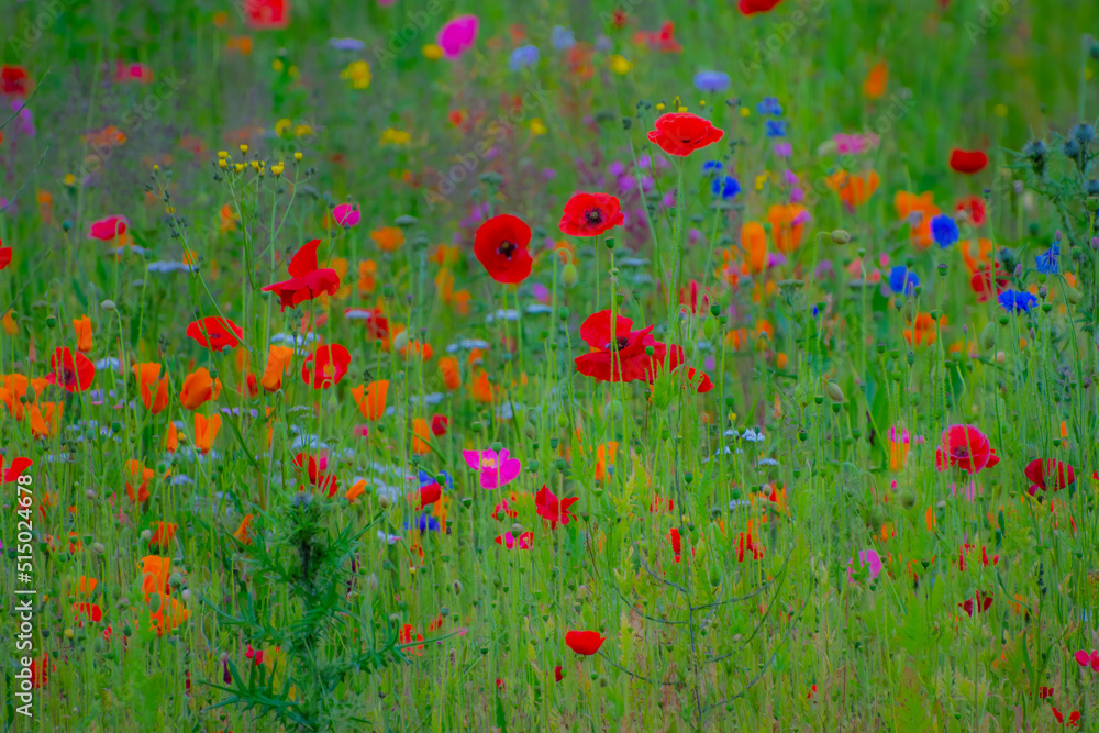 Poppy Garden 