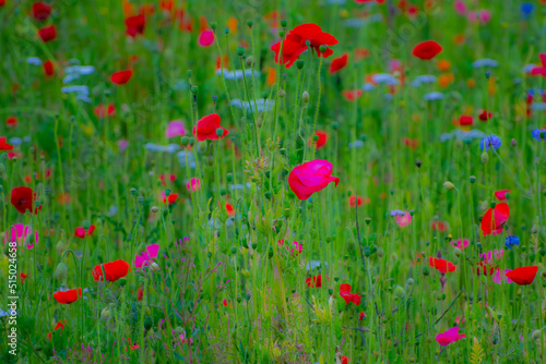 Poppy Garden 