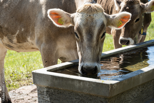 Rind trinkt Wasser aus einem Brunnen, Malbun, Lichtenstein photo