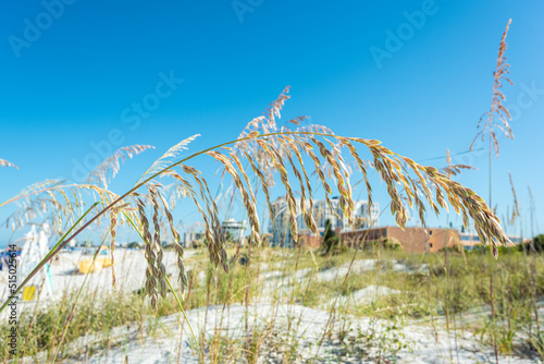Sea oats swaying with the wind photo