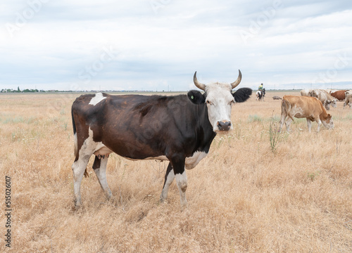 In summer  cows graze outdoors in the pasture. Cattle.