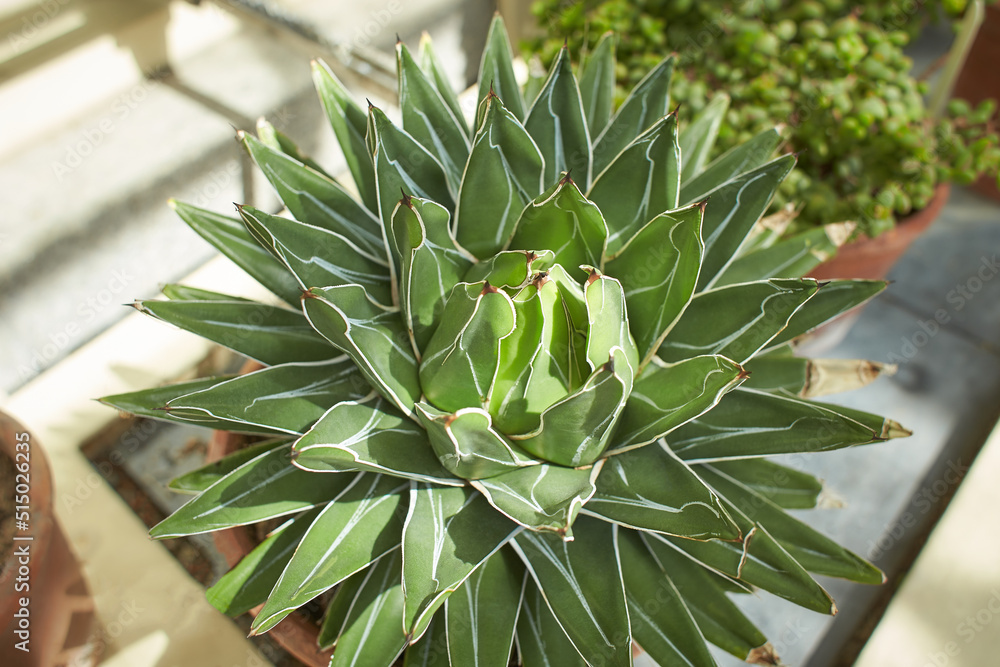 Agave Species, King Ferdinand Agave, Century Plant, Maguey (Agave nickelsiae) plant, flower growing in Dublin, Ireland. - obrazy, fototapety, plakaty 