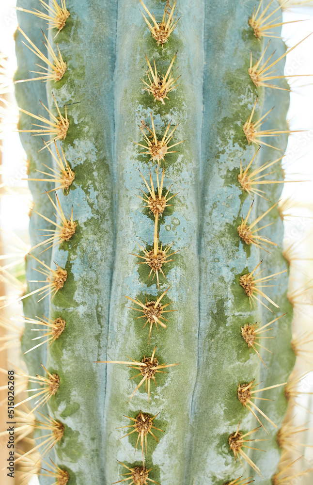 Macro of a Saguaro cactus sharp spines and areole. Close up of a wild cactus plant in the desert. Texture and botanical background Macro of a Saguaro cactus sharp spines and areole. Close up of a wild cactus plant in the desert. Texture and botanical background