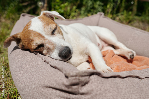 Tired jack russell terrier napping in soft comfortable pet bed after eat on backyard of country house on summer day or weekend