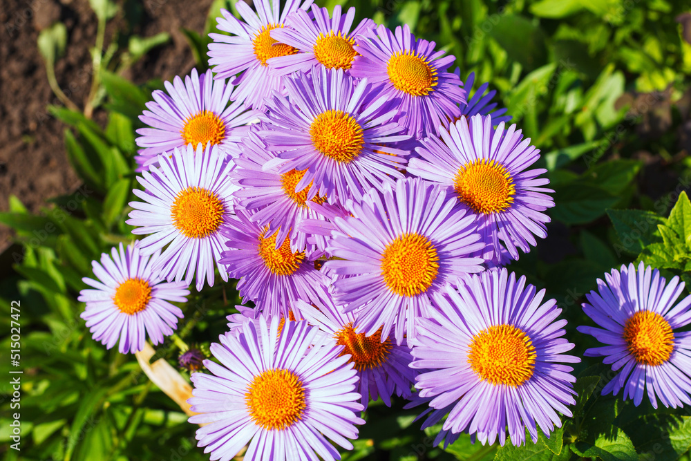 Fototapeta premium Blue daisies grown in the garden