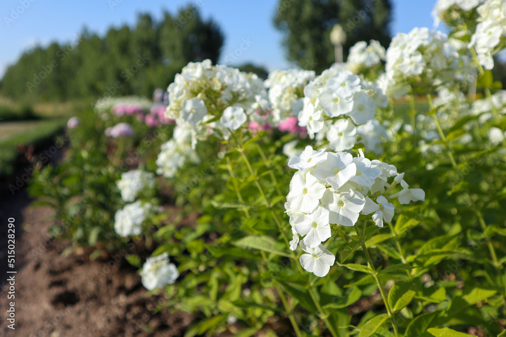 flowerbed with white flowers Phlox paniculata flowerbed with white flowers Phlox paniculata