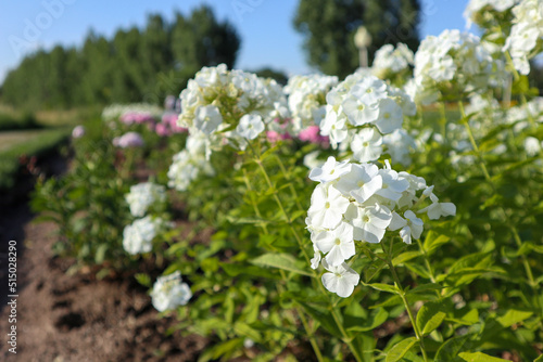flowerbed with white flowers Phlox paniculata 