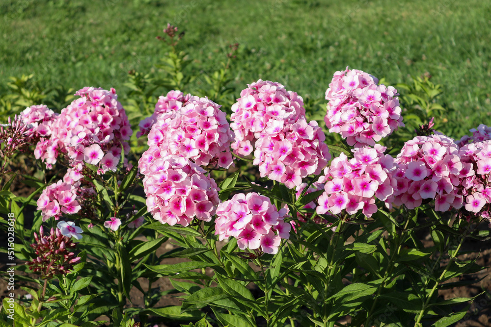 flower bed with flowers Phlox paniculata flower bed with flowers Phlox paniculata
