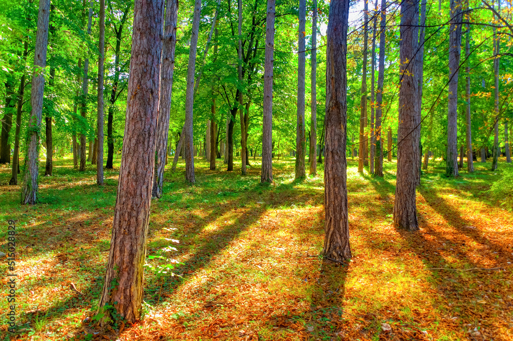 Fototapeta premium Walking path surrounded by forest during sunny day.
