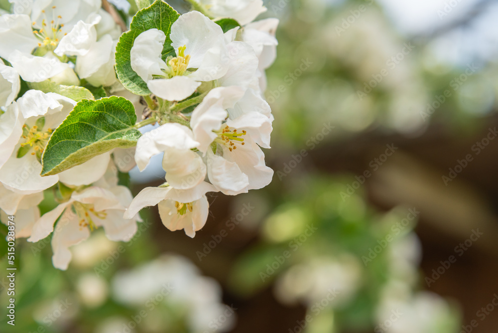 Fototapeta premium A sprig of a blooming apple tree.