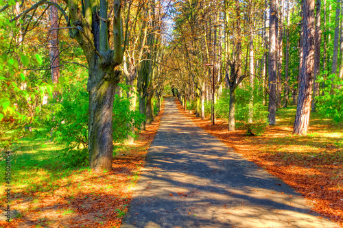 Fototapeta Naklejka Na Ścianę i Meble -  Walking path surrounded by forest during sunny day.